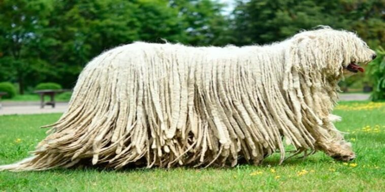 The Komondor is a breed of guard and herding dog, originally from Hungary