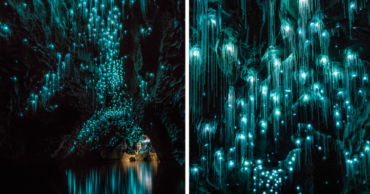 New Zealand: photographer discovers strange creatures in cave