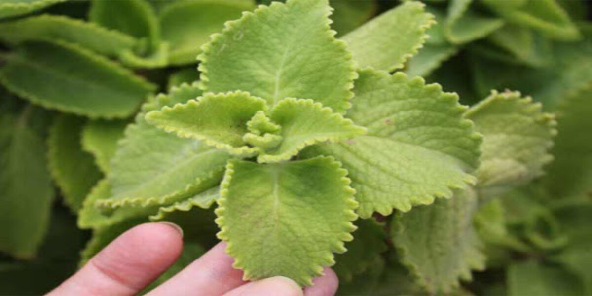 Smoking oregano: an intelligence-boosting drug