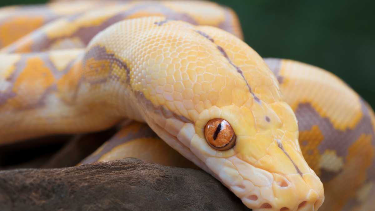 Pythons snakes: behavior and size