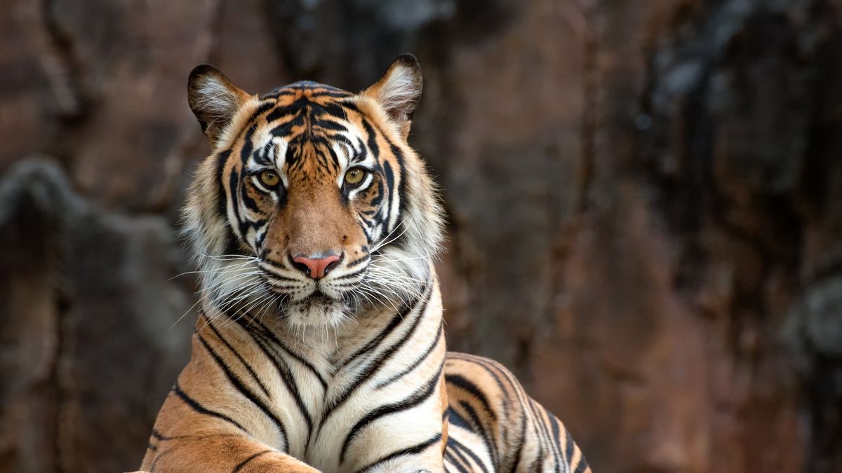 A female safari park worker died instantly after being attacked by a tiger