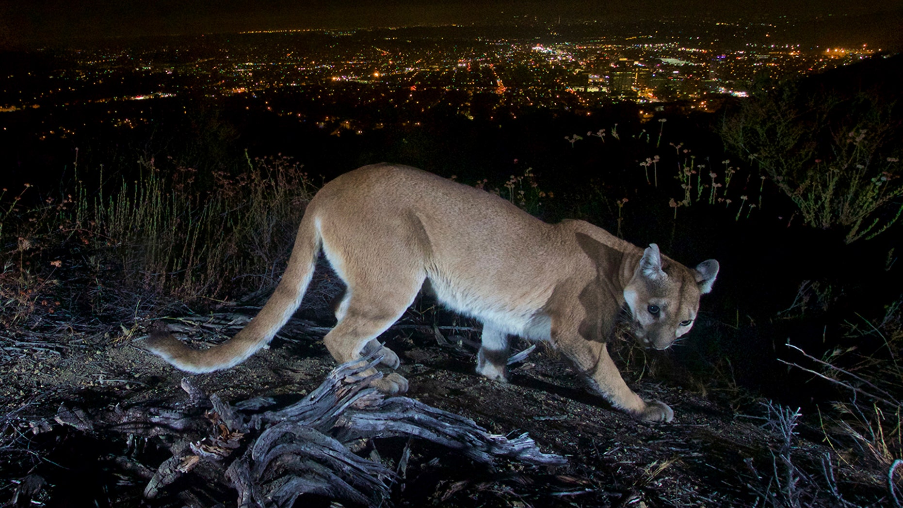 California Mother Saves 5 Year Old Son From Cougar Attack Using Her Bare Hands Newz