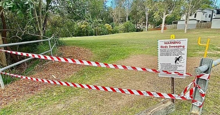 Baby dies after mom falls while trying to dodge magpie