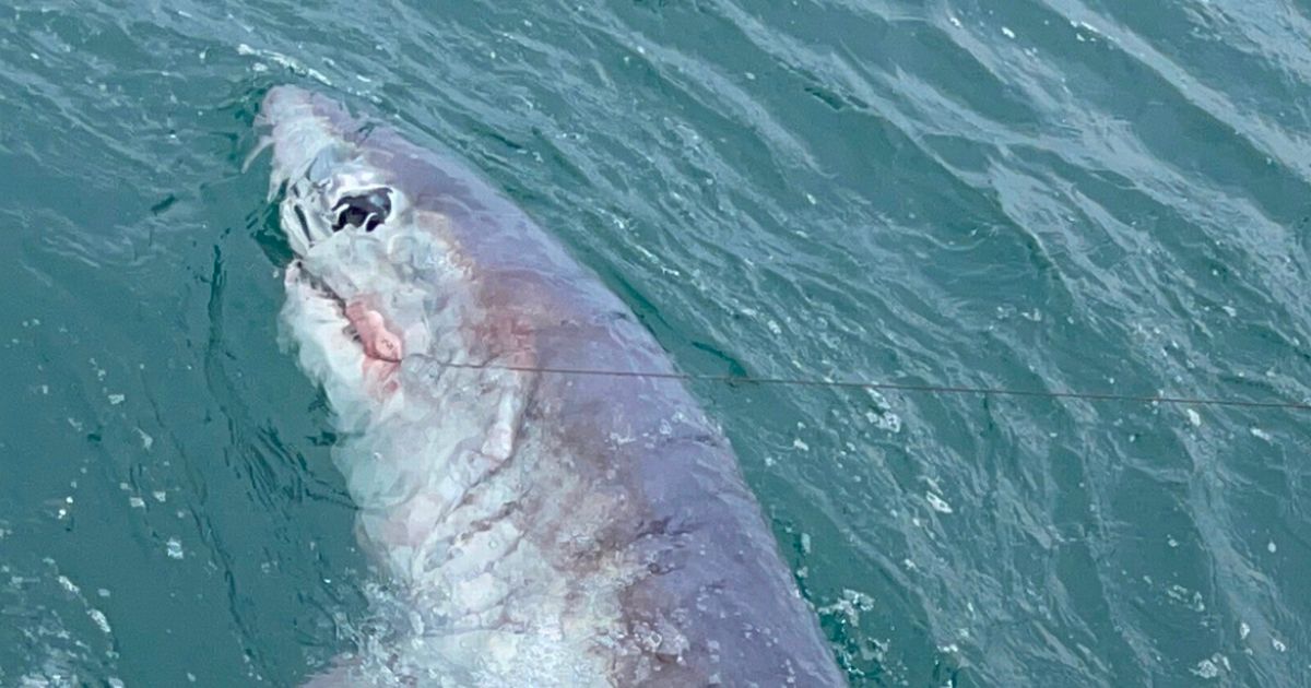 Fisherman catches record-breaking six-foot "monster" shark off Devon coast