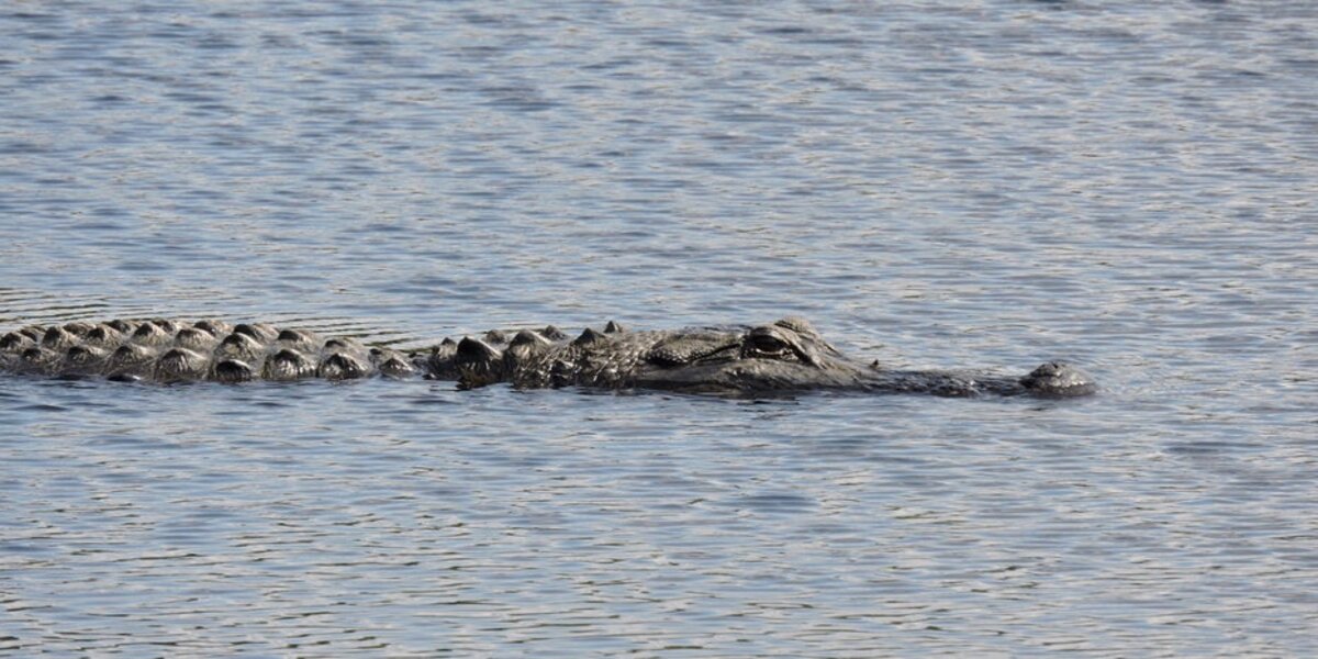 Alligator assault on girl ends after neighbor hits creature with shovel