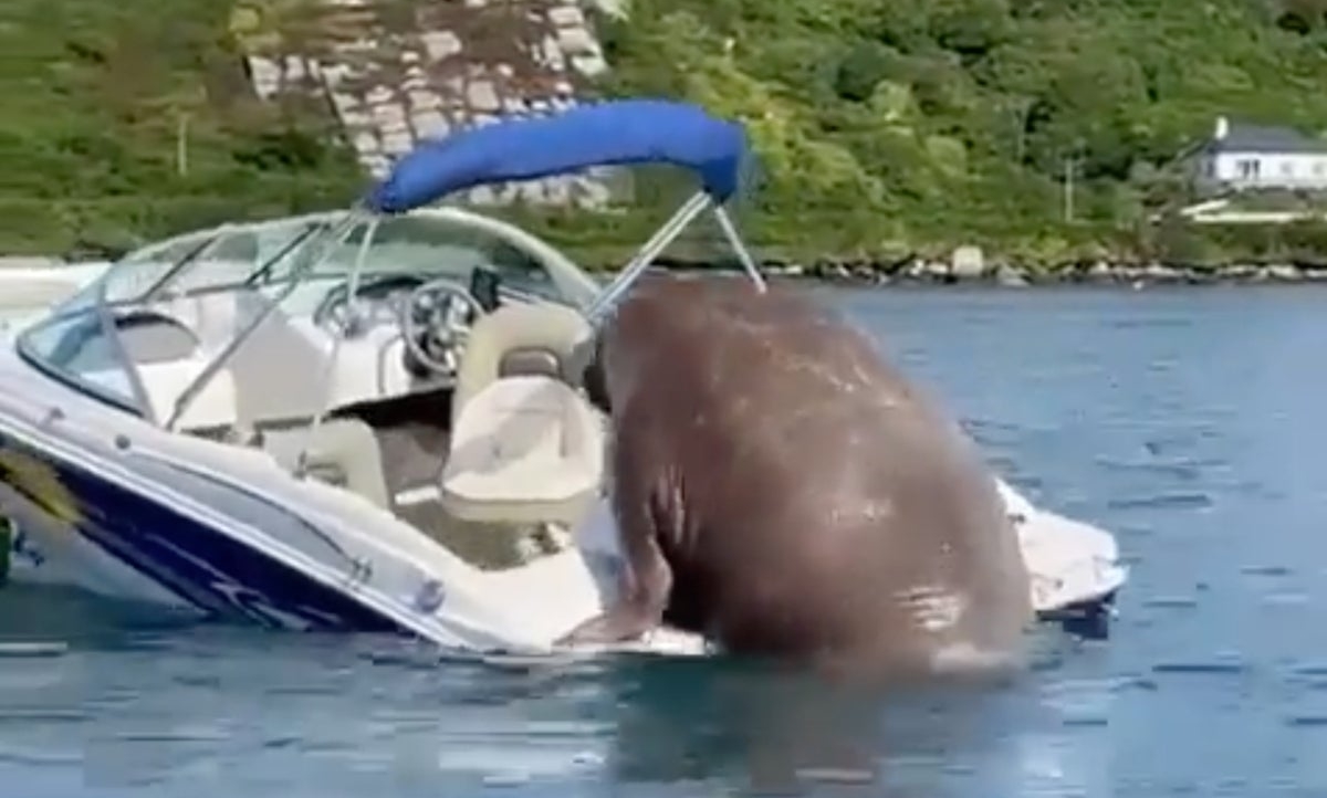 This walrus that made its way onto a boat has become an Internet sensation