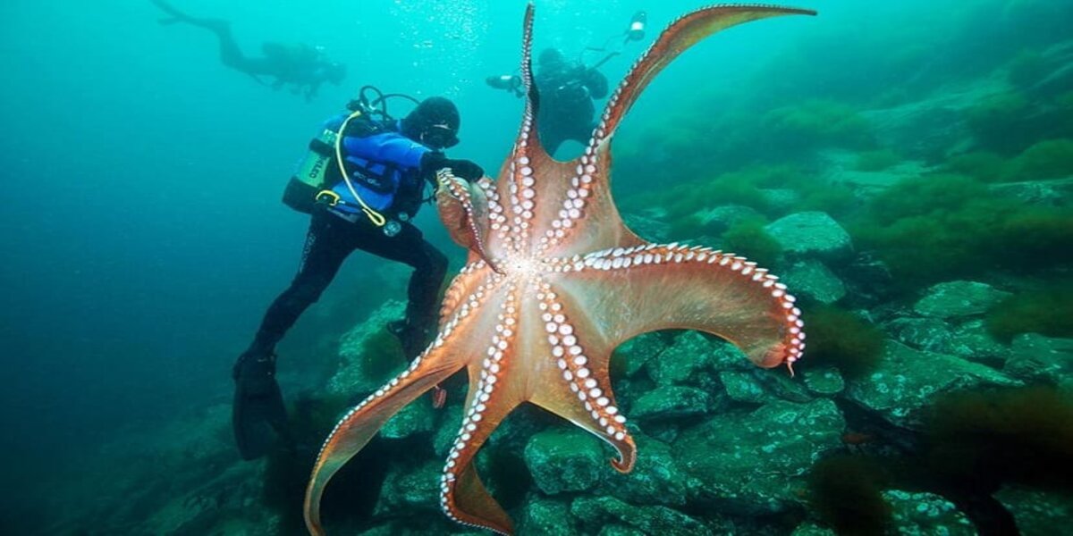 Giant Pacific octopus: the largest octopus species