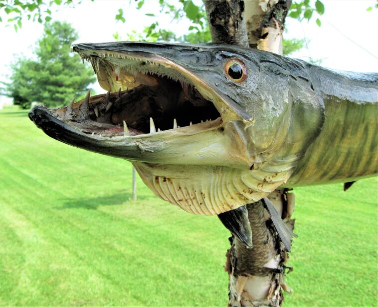 Rare deep-sea fish with a large mouth and fang-like teeth was found on a beach