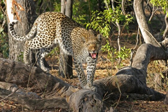 Woman chases leopard that had trapped her son for two kilometers and rescues him in India