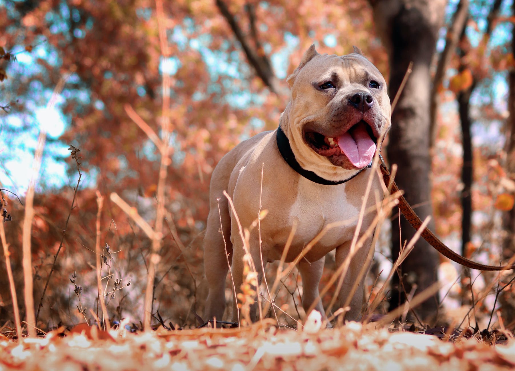 Mother dies defending son from brutal pit bull attack