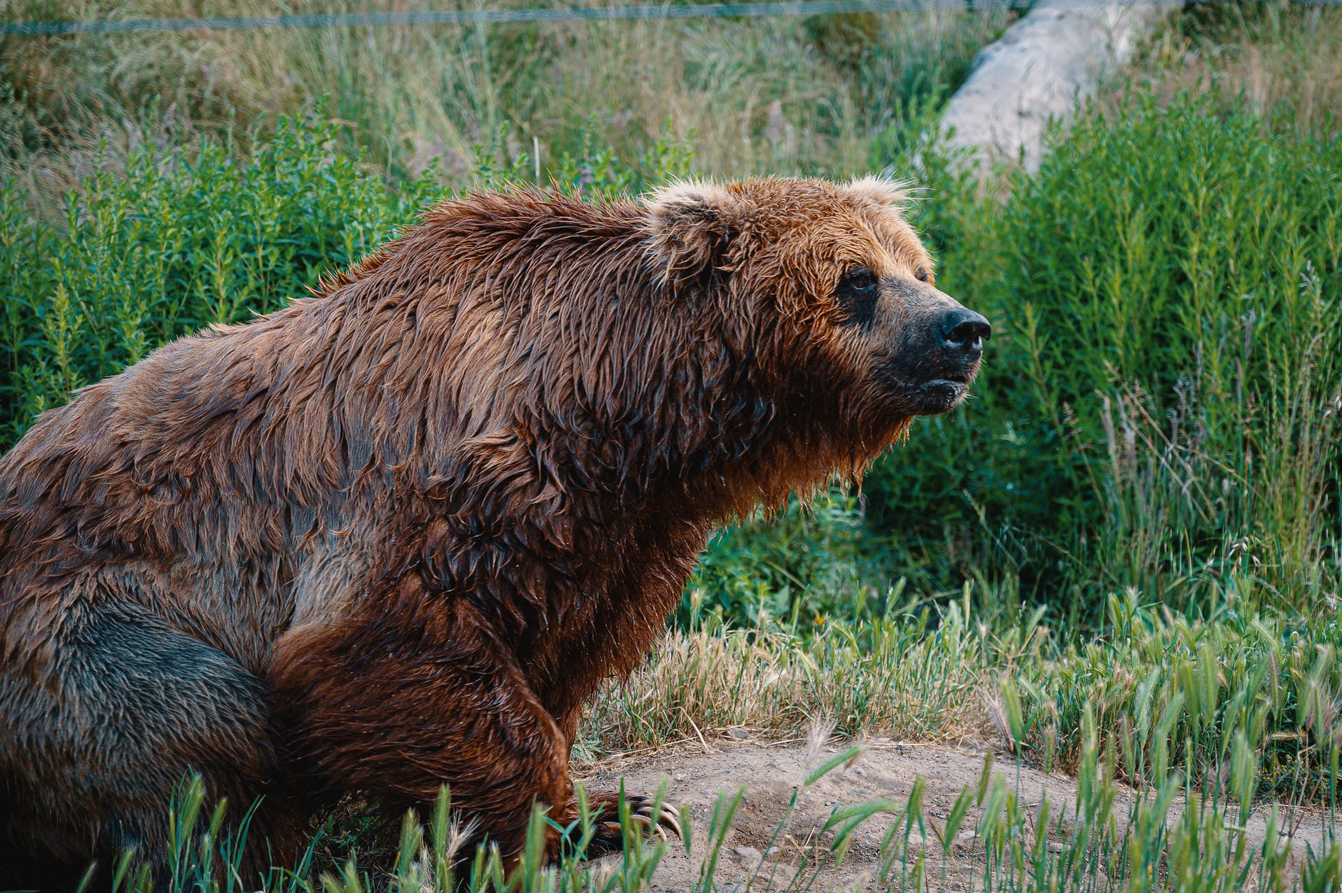 A mother threw her 3-year-old daughter into the bear enclosure: she is charged with attempted murder